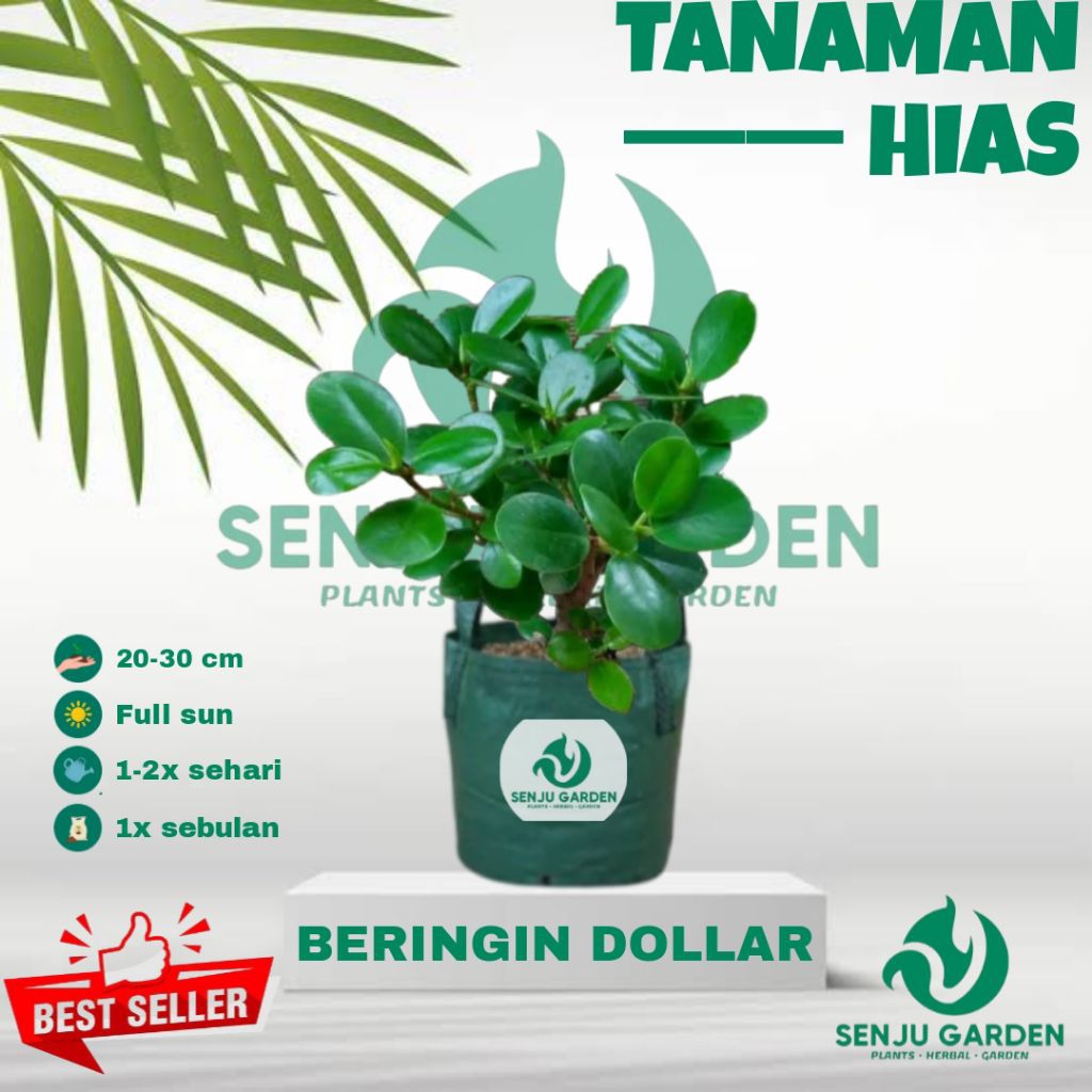 Tanaman hias beringin dollar / bibit tanaman hias hidup beringin dollar / bibit bonsai beringin doll