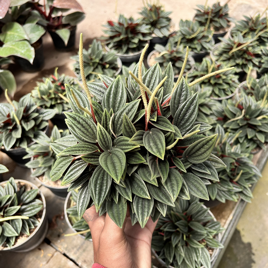 Tanaman Hias Peperomia Rosso| Peperomia caperata ‘Rosso’| Peperomia