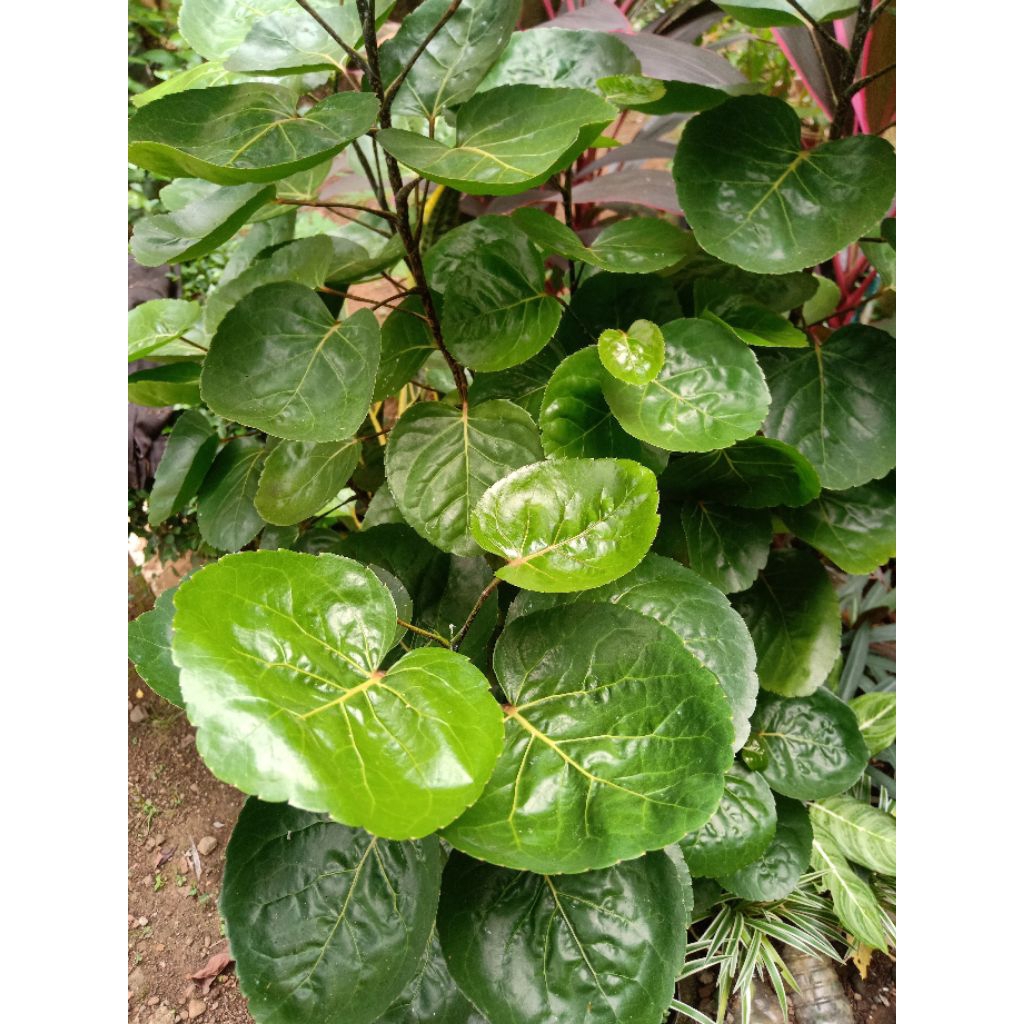 

daun mangkokan segar 50lb