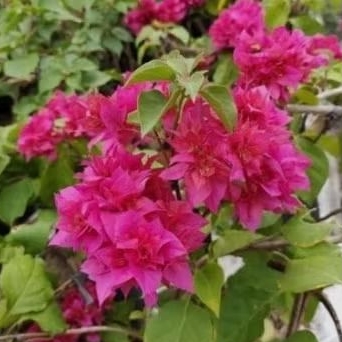 ORIGINAL BOUGENVILLE HAWAI MERAH FANTA