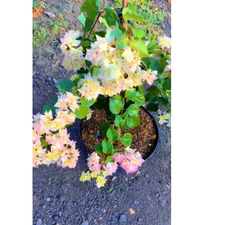 BOUGENVILLE ORIGINAL HAWAI CHERRY BLOSSOM