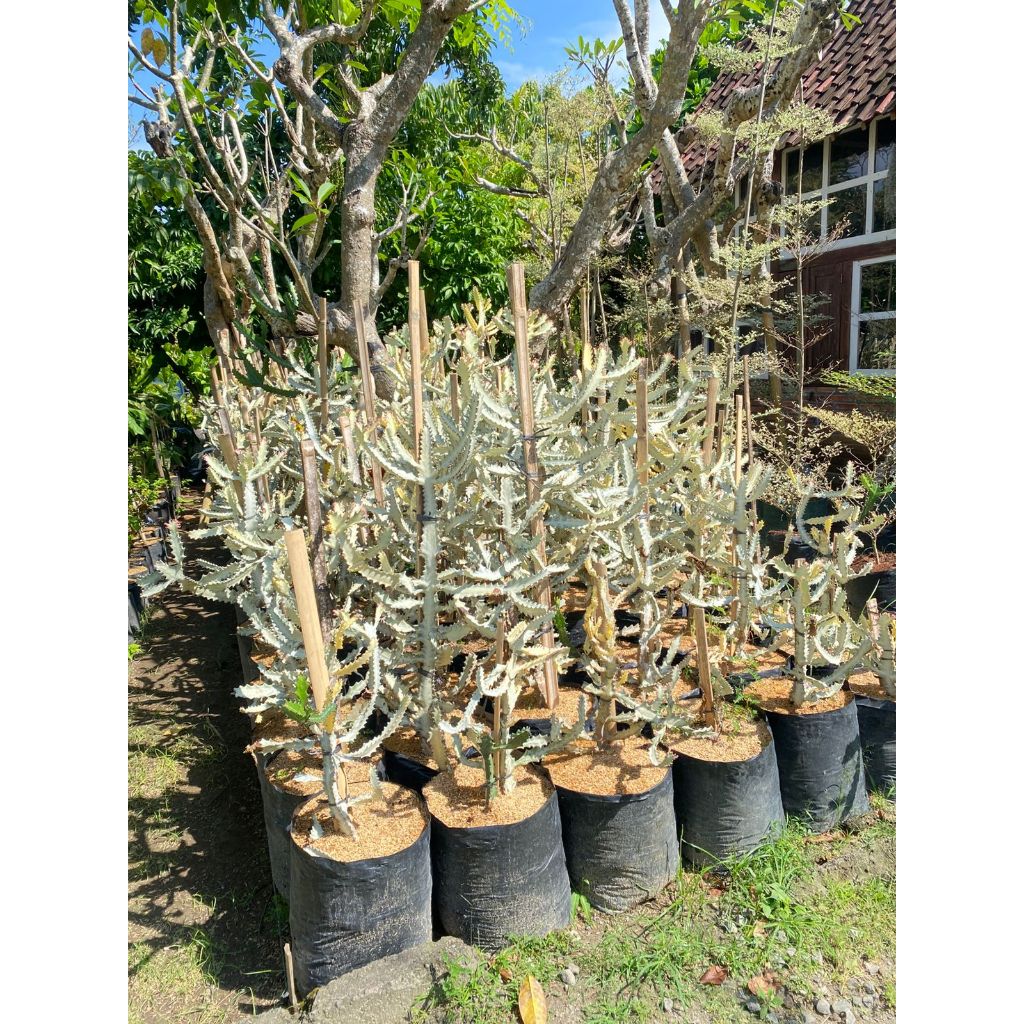 Tanaman kaktus tulang varigata silver