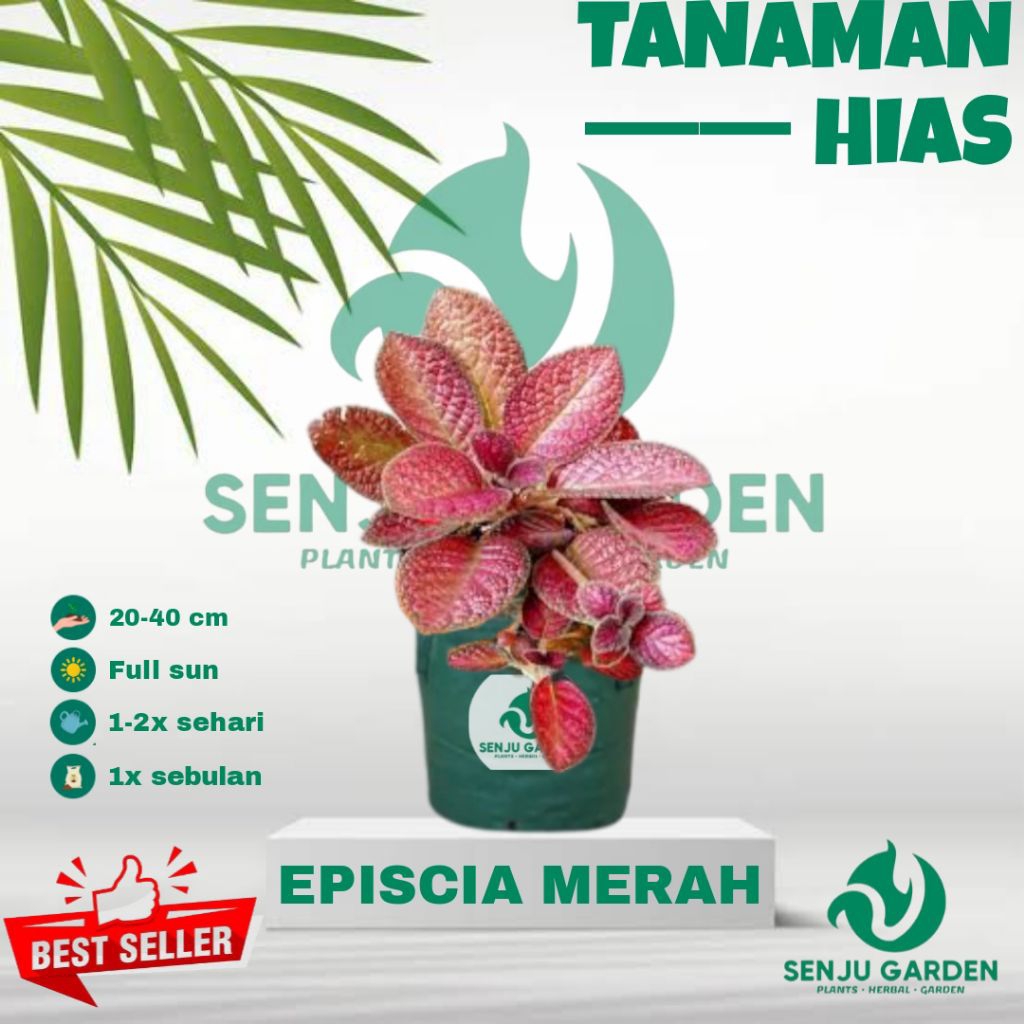 Tanaman hias episcia mutiara merah / bibit tanaman hias hidup episcia mutiara merah
