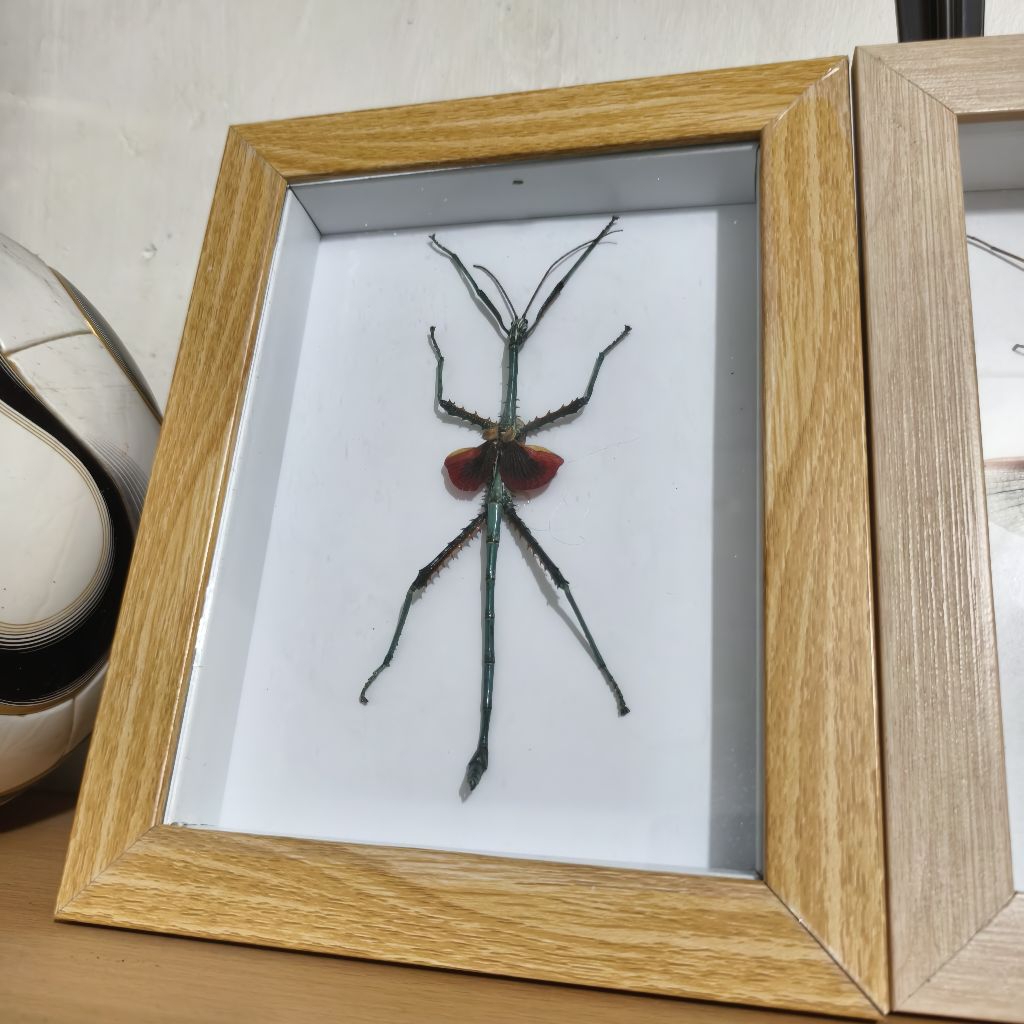 Taxidermy / awetan serangga tongkat