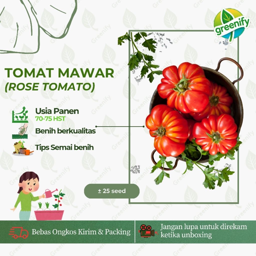 25 BIJI - BENIH TOMAT MAWAR ( ROSE TOMATO ) BERKUALITAS F1