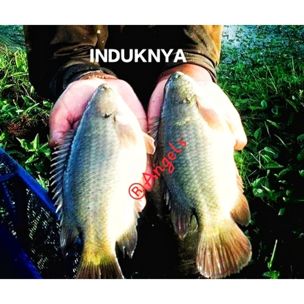 Bibit betok / papuyu gen Jumbo 1 pasang remaja