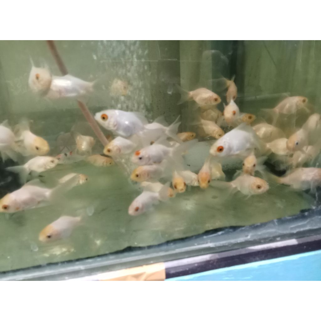 koki putihan oranda isi 10 (instan saja)