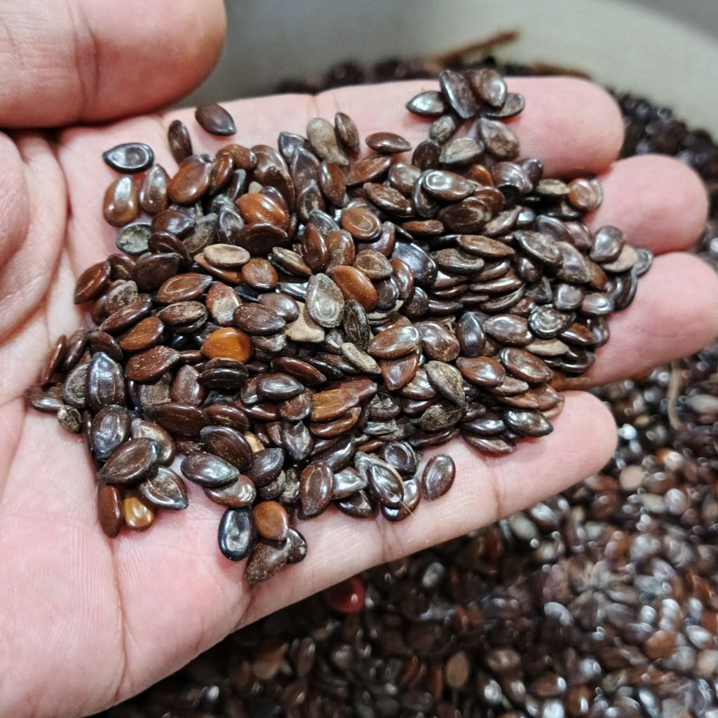 

Biji lamtoro murah - buah lamtoro - biji melanding