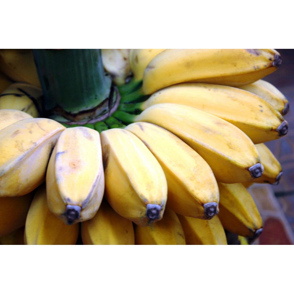 

Pisang kepok -+1000 gram