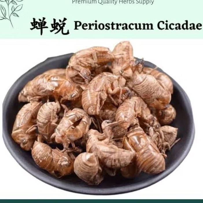

Jin Chan Tui/金蝉蜕/Periostracum Cicadae