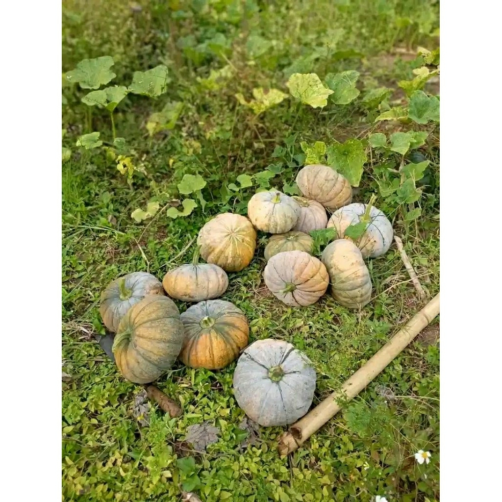 Benih Labu kuning/labu perang unggul -100 biji