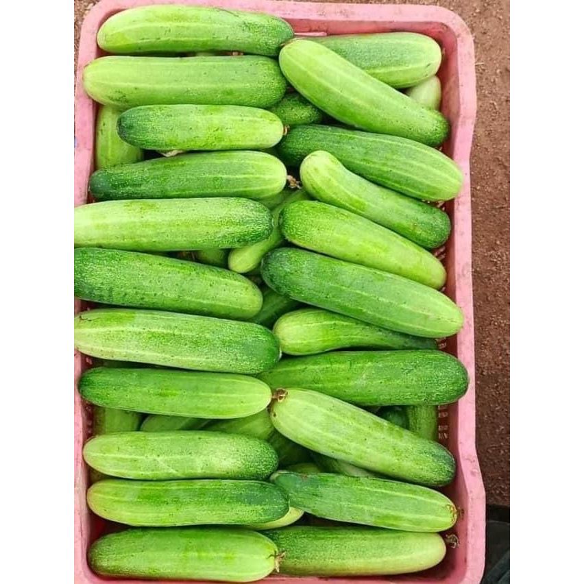 

Timun Segar @500gr @1kg Pengiriman Instant