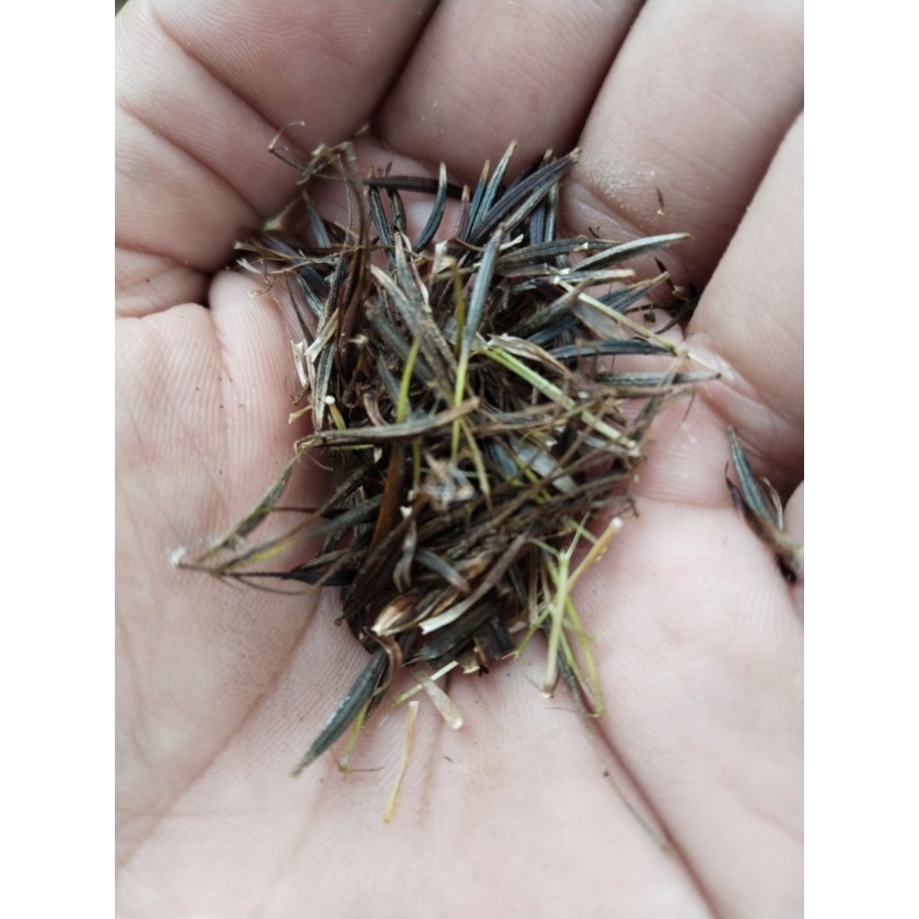 100 butir biji tanaman kenikir benih kenikir