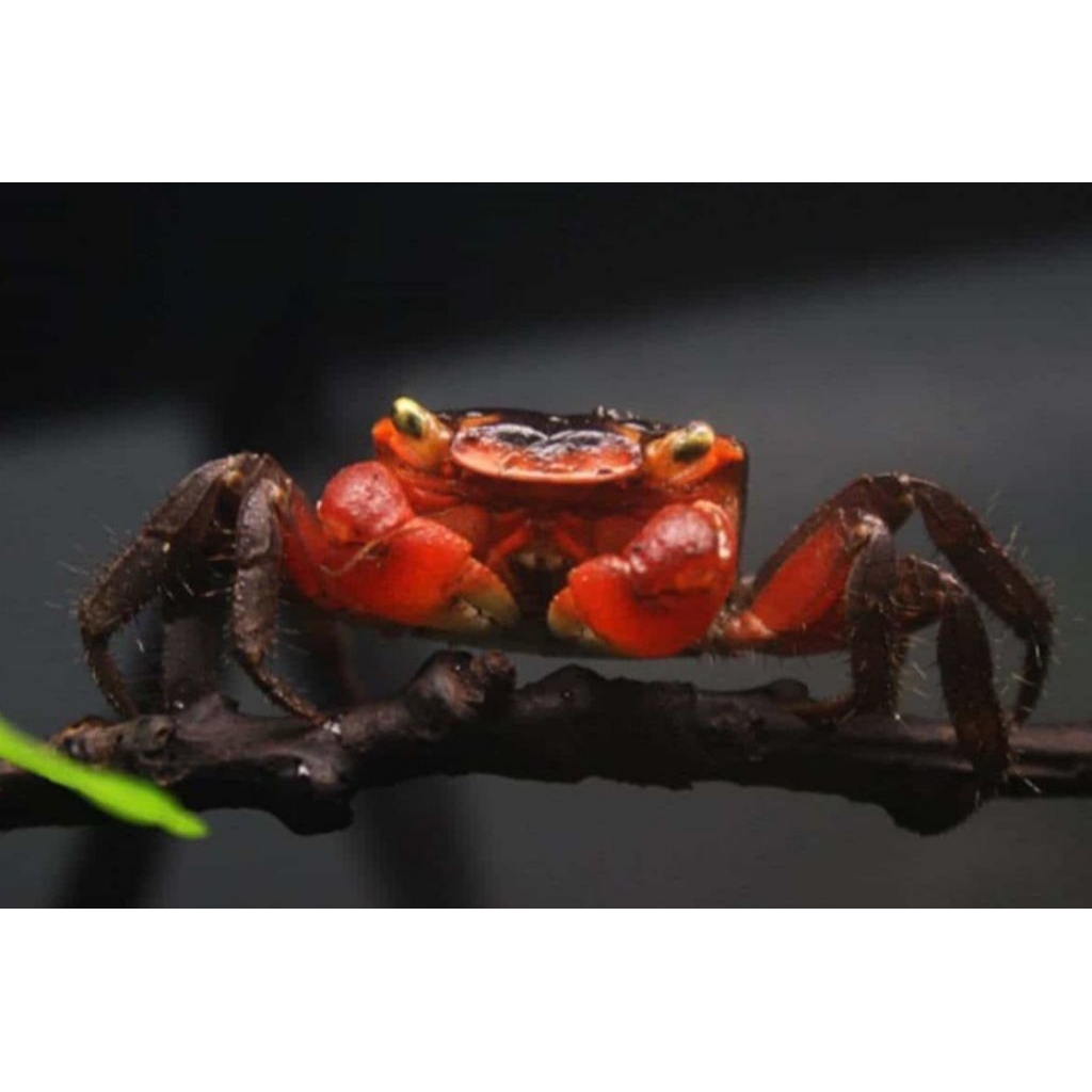 

Ikan Kepiting red Apple air tawar Aquascape