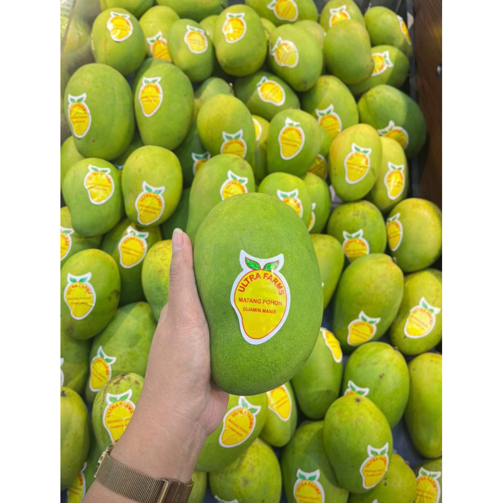 

Mangga Harumanis Matang Pohon Di Jamin Manis 1 Kg