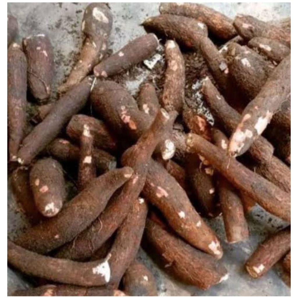 

ubi singkong mentah 1 kg