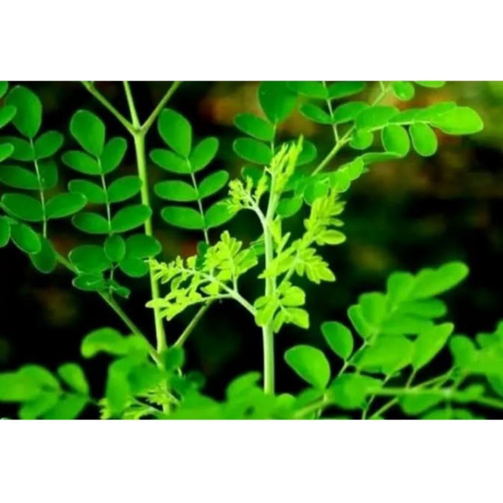 

daun kelor segar masih pres 250 gr