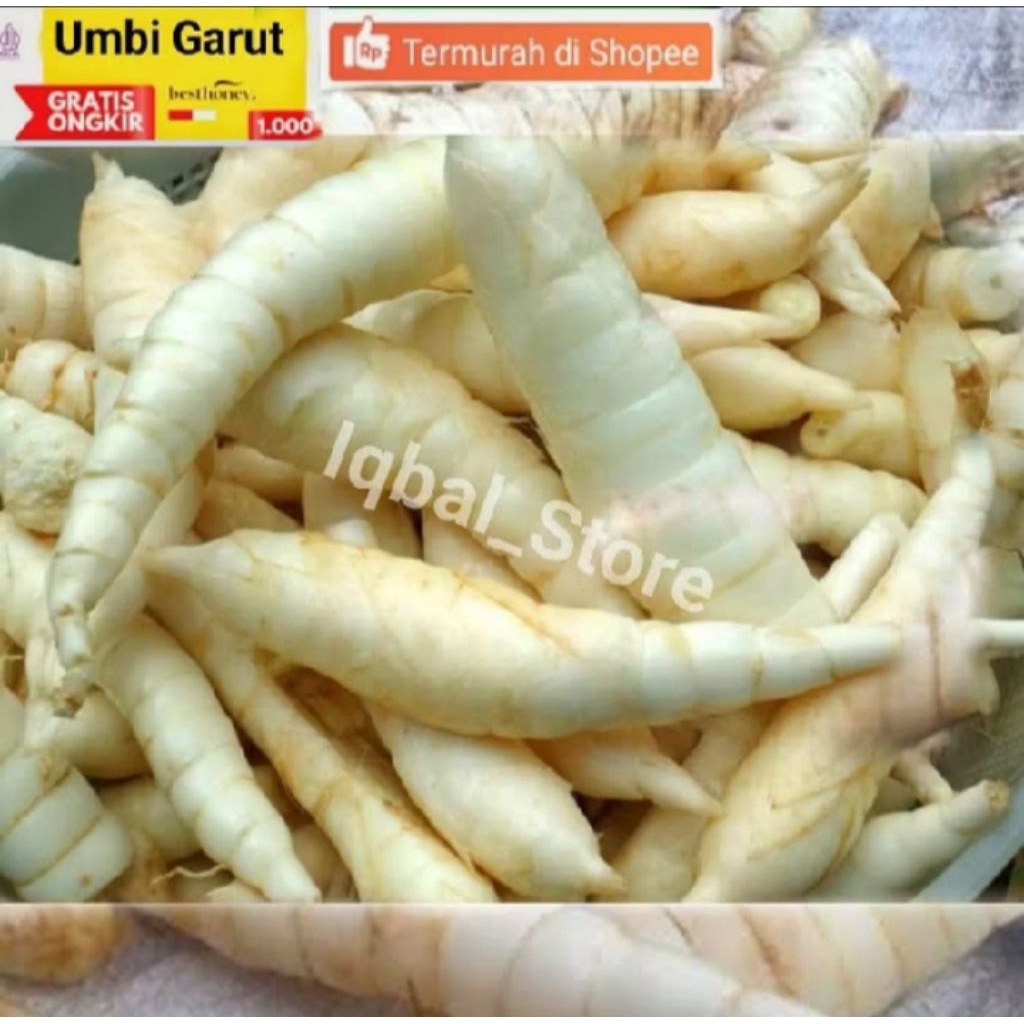 

umbi garut fresh 500g obat asam lambung