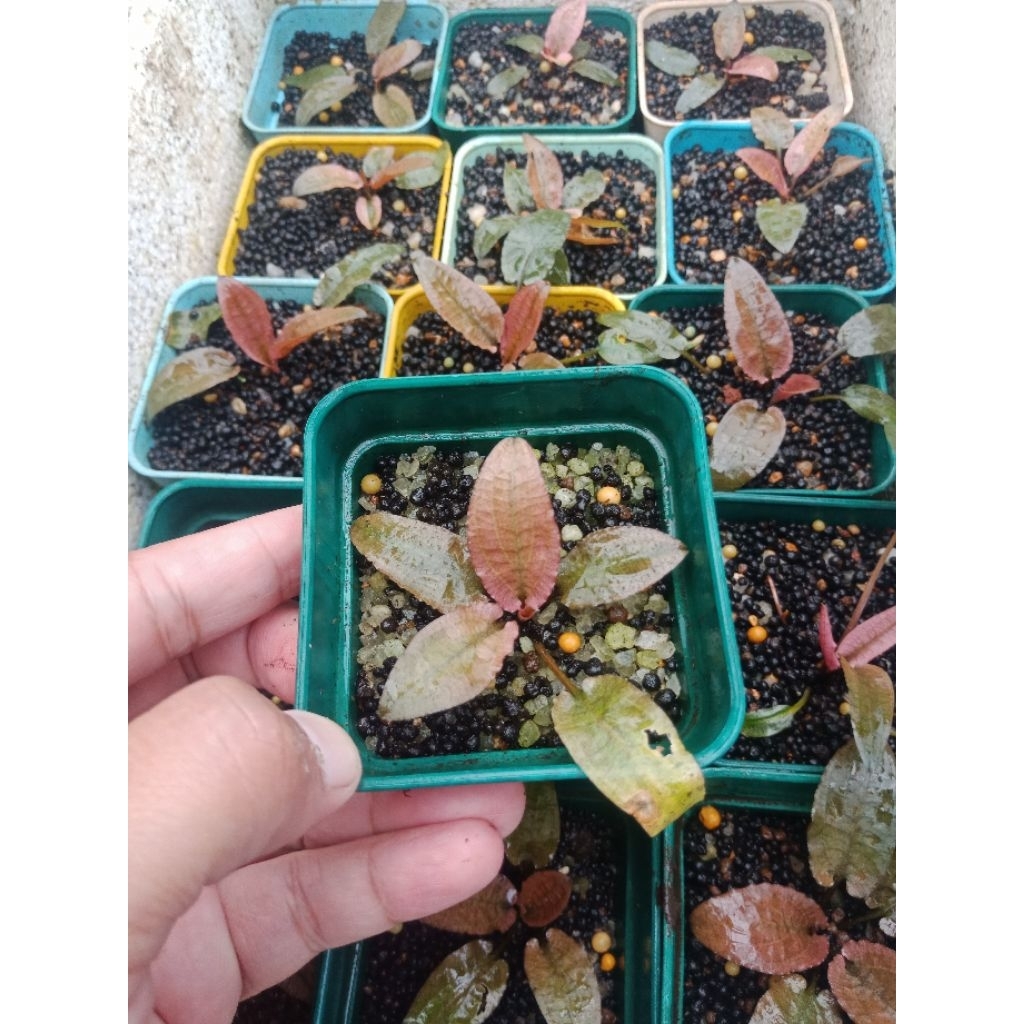 Cryptocoryne Flamingo Pink (Emersed) #cfm005