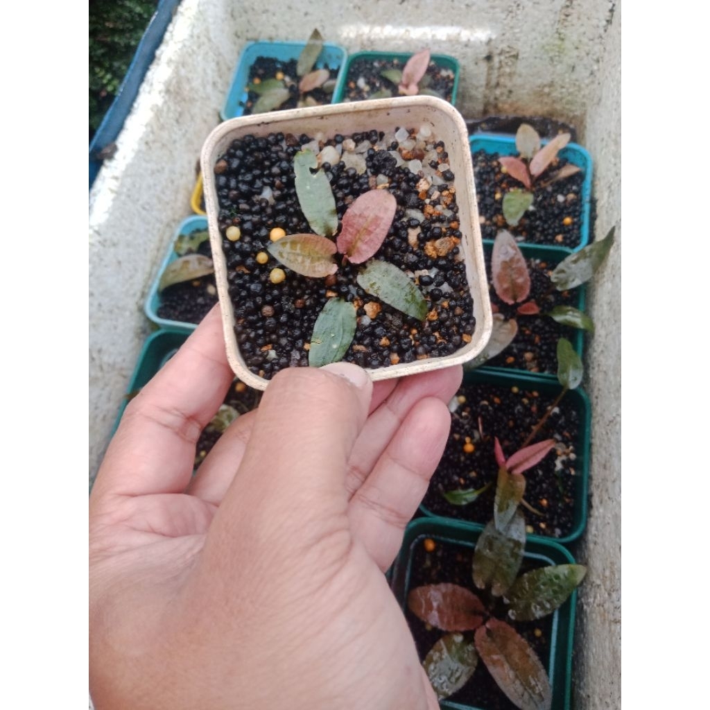 Cryptocoryne Flamingo Pink (Emersed) #cfm013