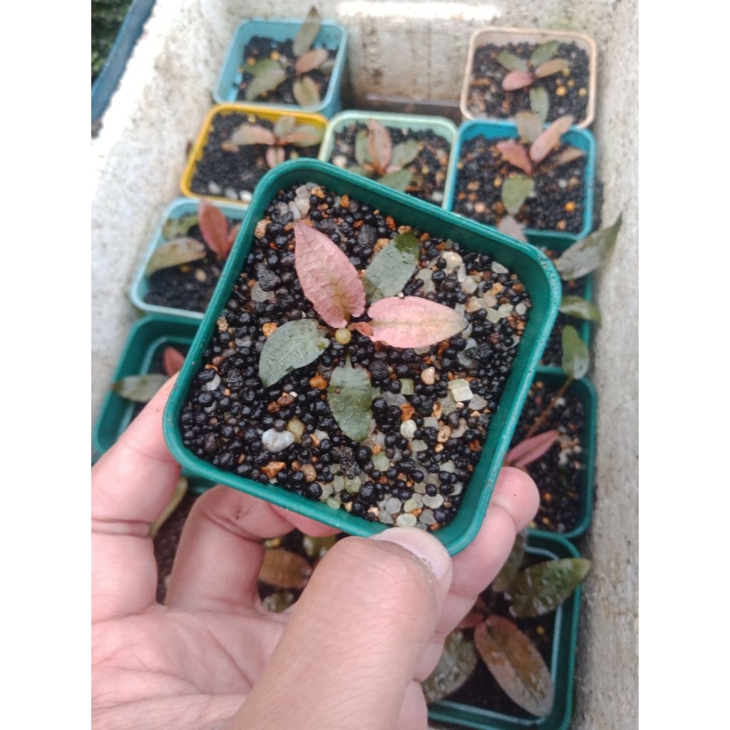 Cryptocoryne Flamingo Pink (Emersed) #cfm014
