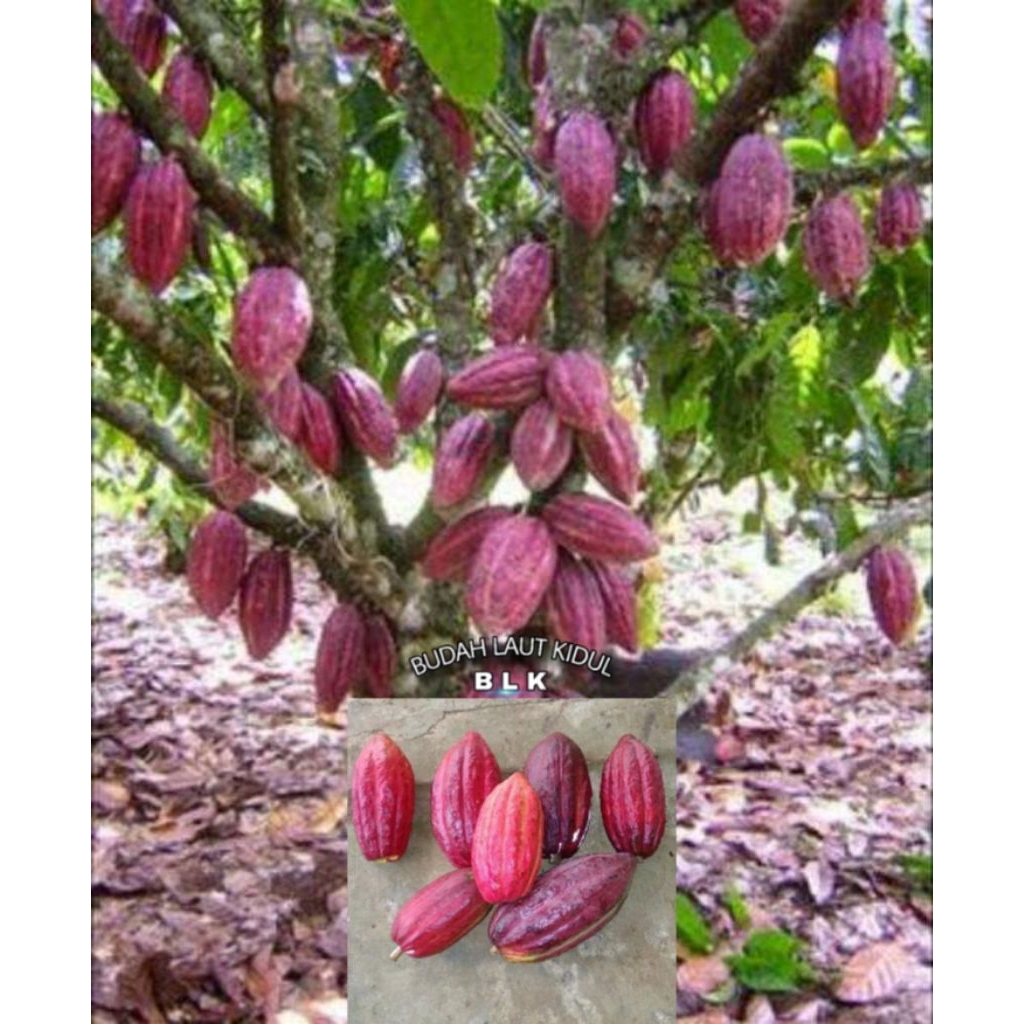 

Buah kakao mentah | buah kakao/coklat | perbuah