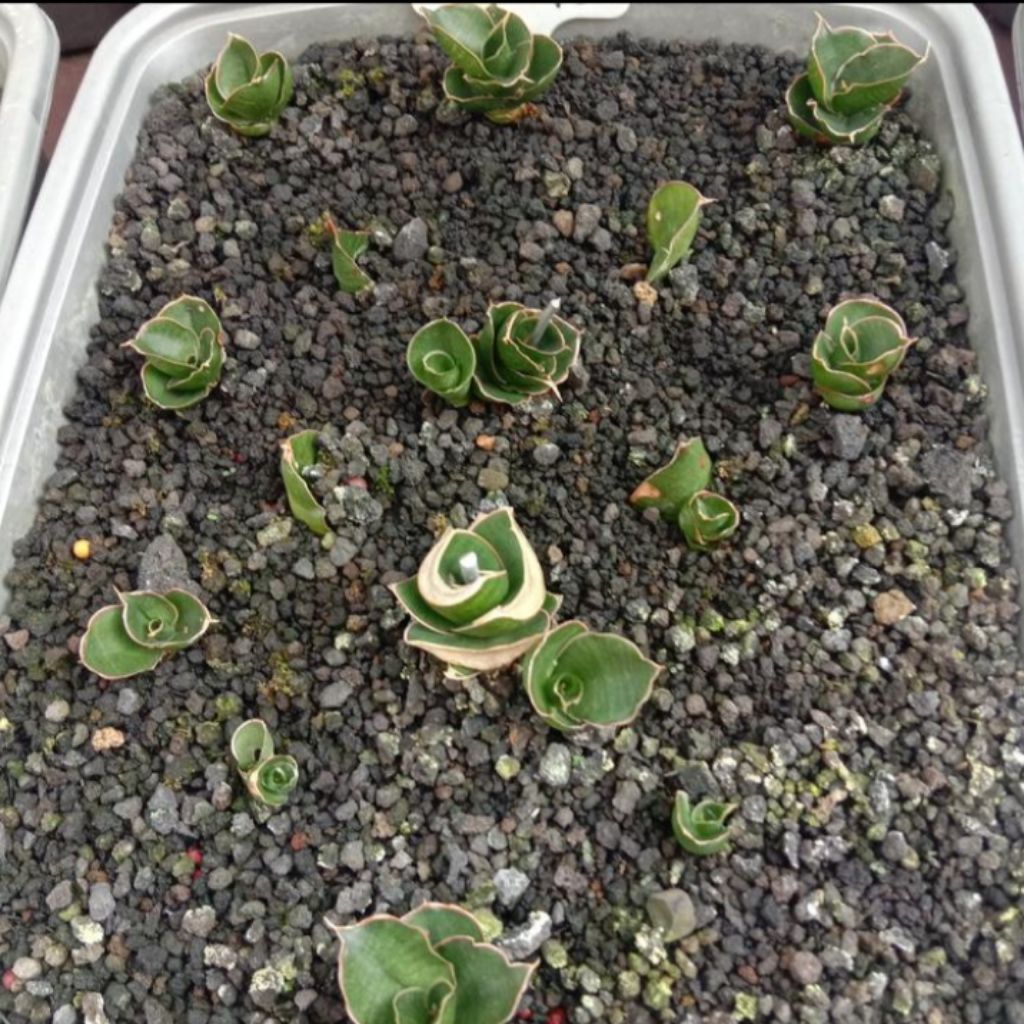 sansevieria gombloh / lidah mertua