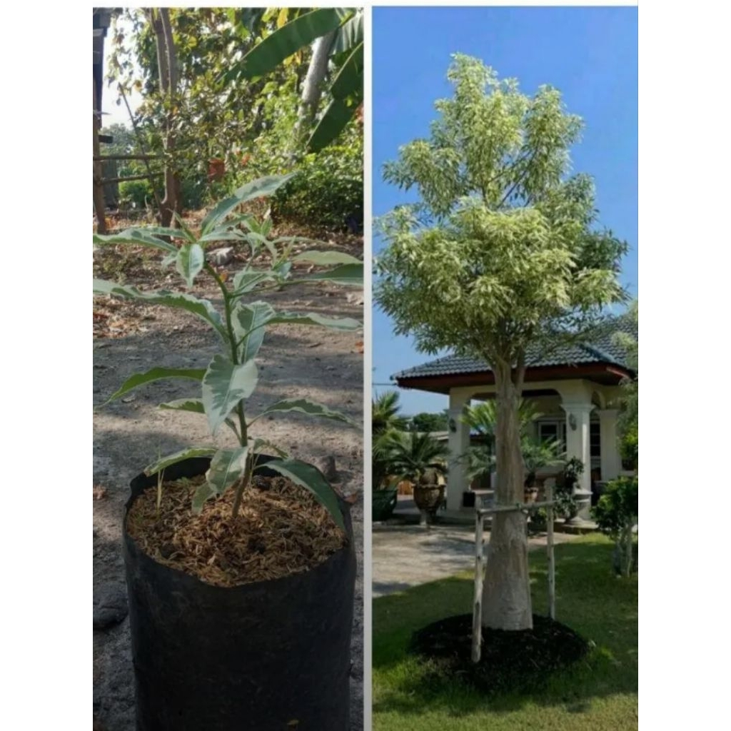 Pohon Baobab Varigata Langka Bibit