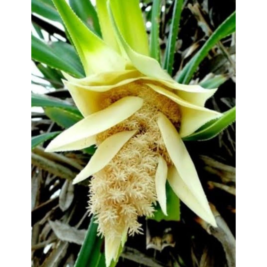

Bunga pandan duri bunga jaksi asli organik redy stok