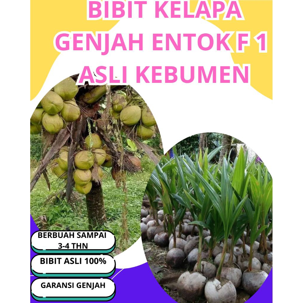 SUDAH DIKUPAS  Bibit Buah Kelapa Genjah Hibrida F1, Bibit Buah Kelapa Genjah Kebumen F1