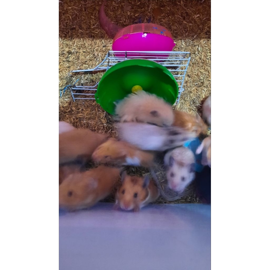 Hamster syrian jinak lucu murah