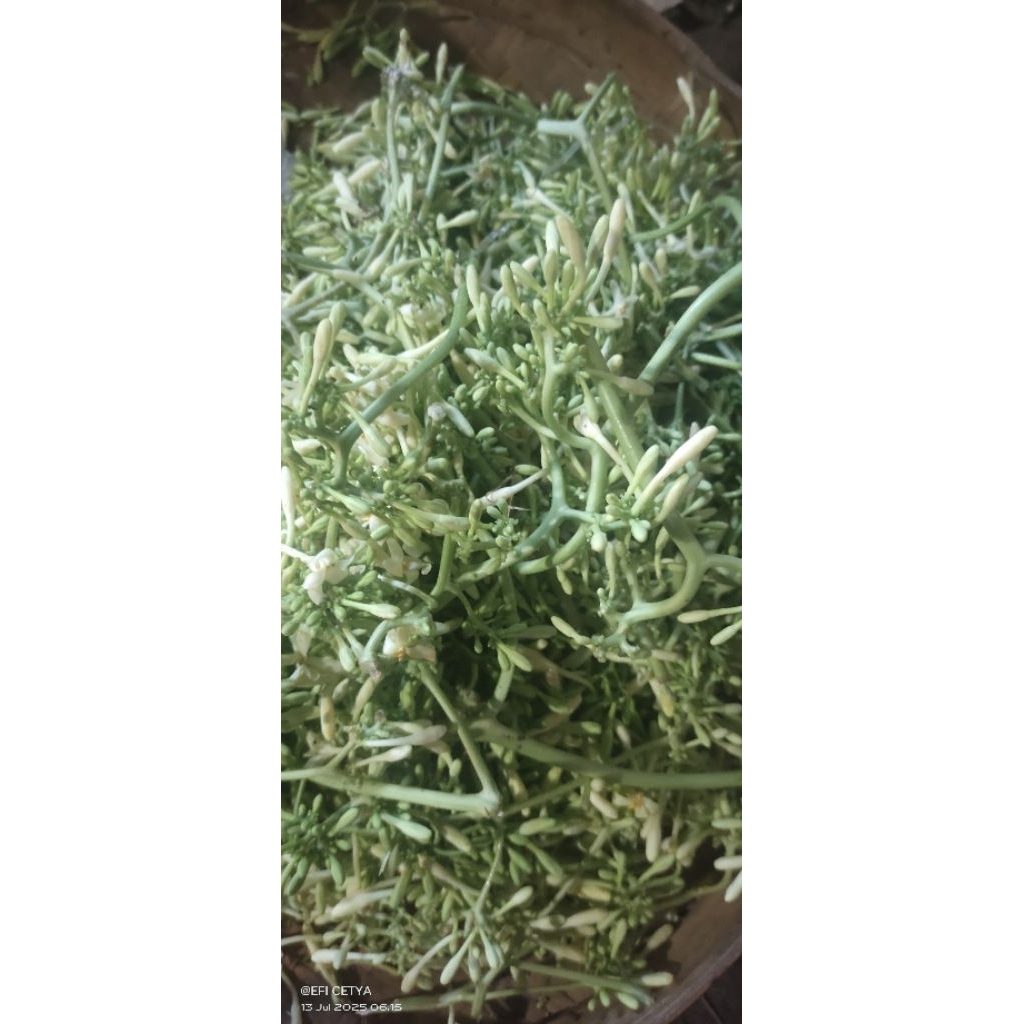 

Bunga pepaya segar / kembang kates