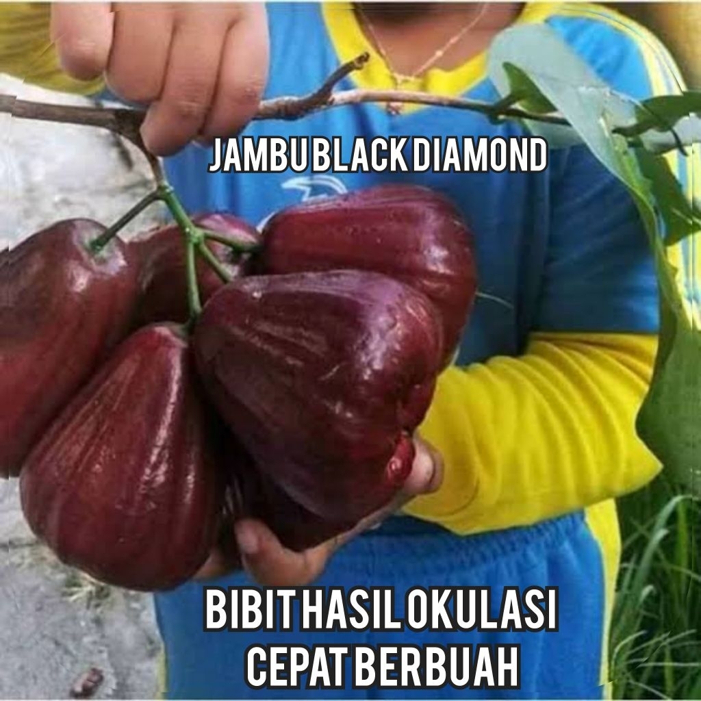 BIBIT JAMBU AIR BLACK DIAMOND CEPAT BERBUAH