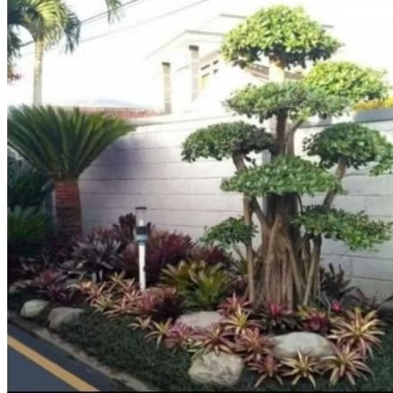 taman bonsai elegen /palem sikas