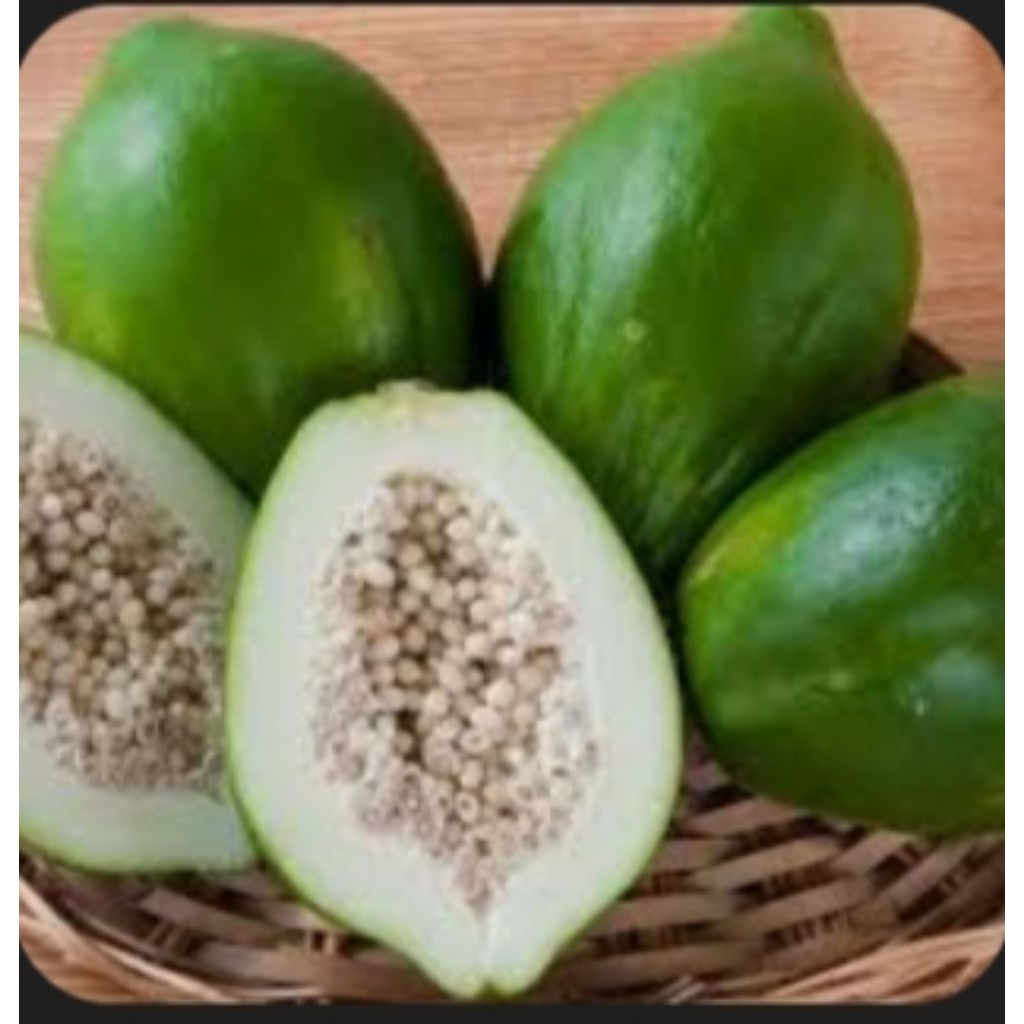 

pepaya muda termurah Fress Bru petik