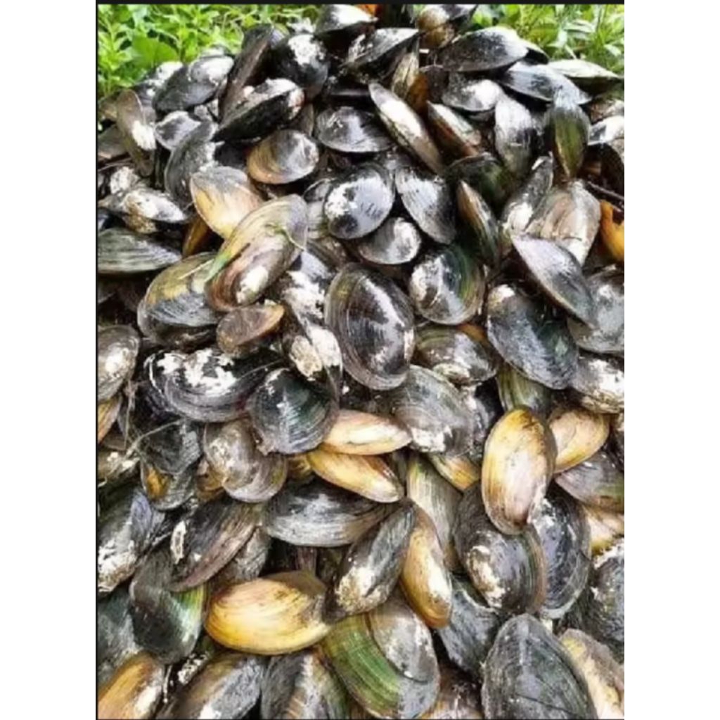 

Kerang kijing alias toe/1kg