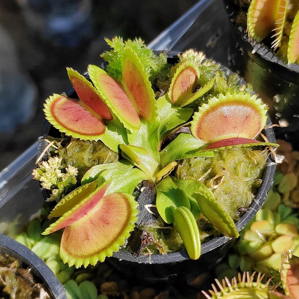 Tanaman Karnivora VFT Sawtooth