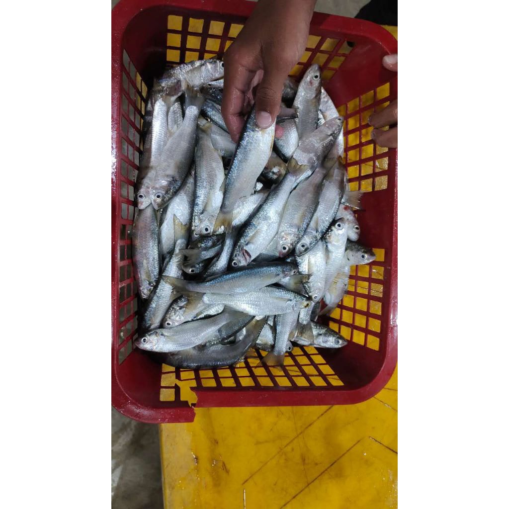 

[ PROMO ] ikan belanak 14 - 20 ekor 1kg