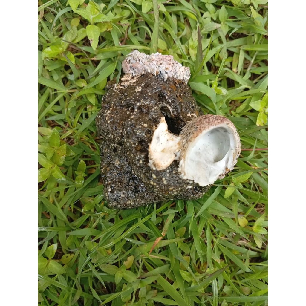 

kerang membatu unik antik natural temuan alam