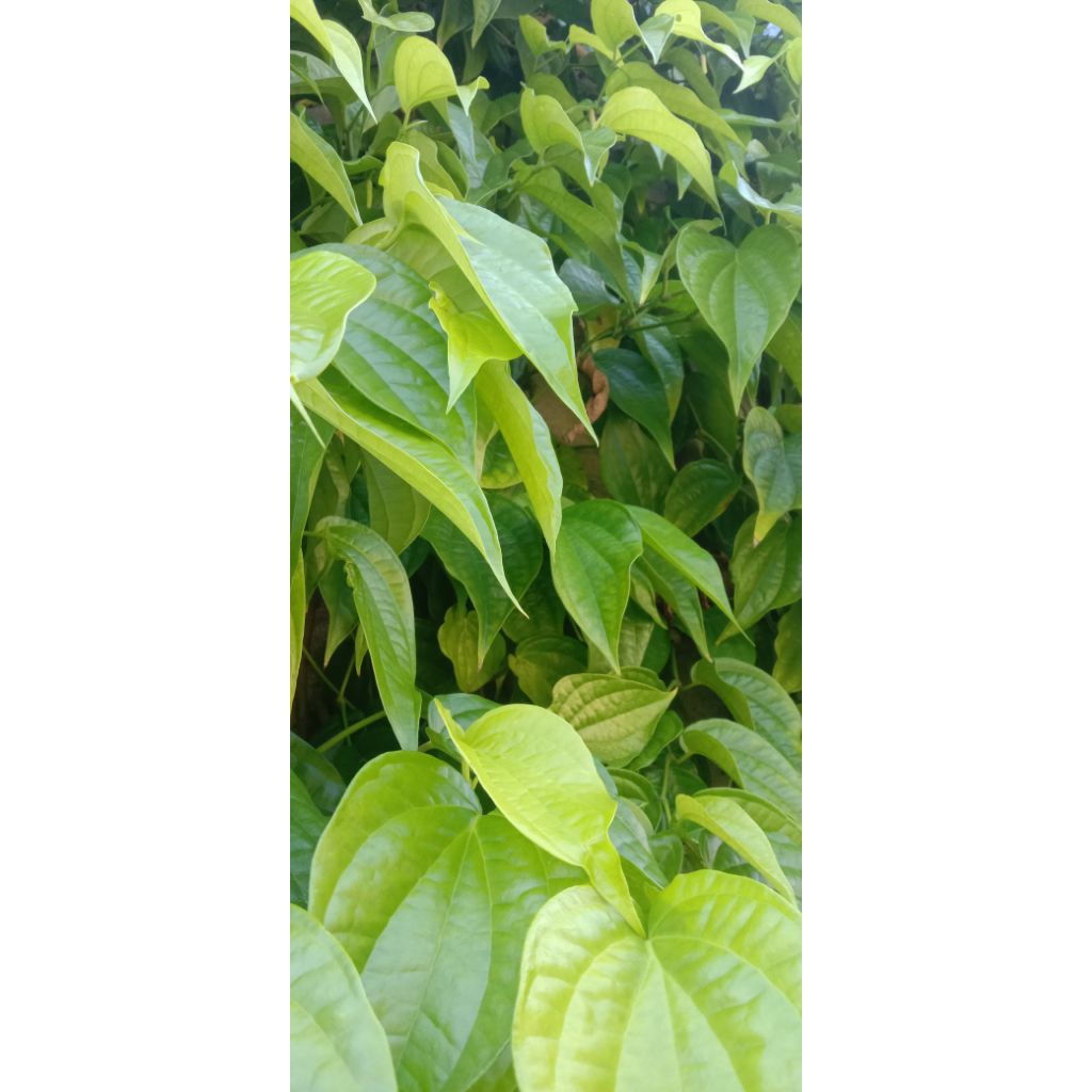 

daun sirih segar . 10 lembar