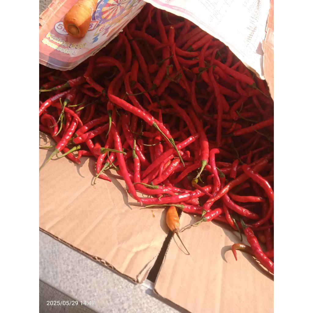 

CABE/MERAH/KERITING/1KG/FRESS/SMBB/sayurmayurbpkbaum