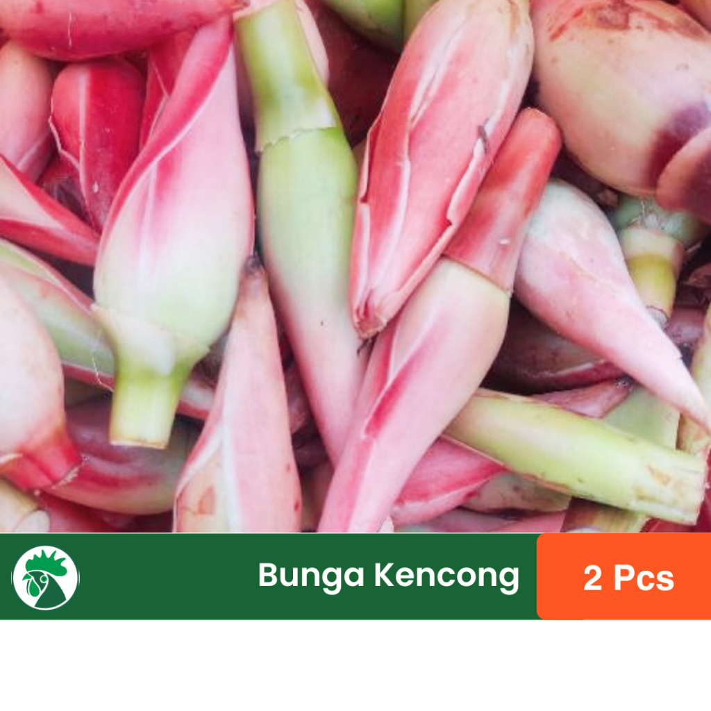 

Kencong Segar 2 Pcs | Kecombrang | Kantan | Rempah Nusantara |