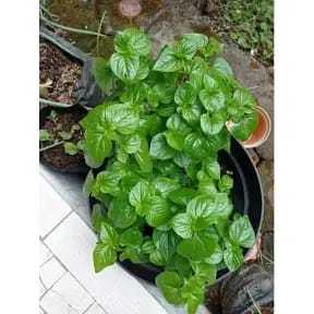 

daun sirih cina asli/ketupang air segar fresh 250 gram