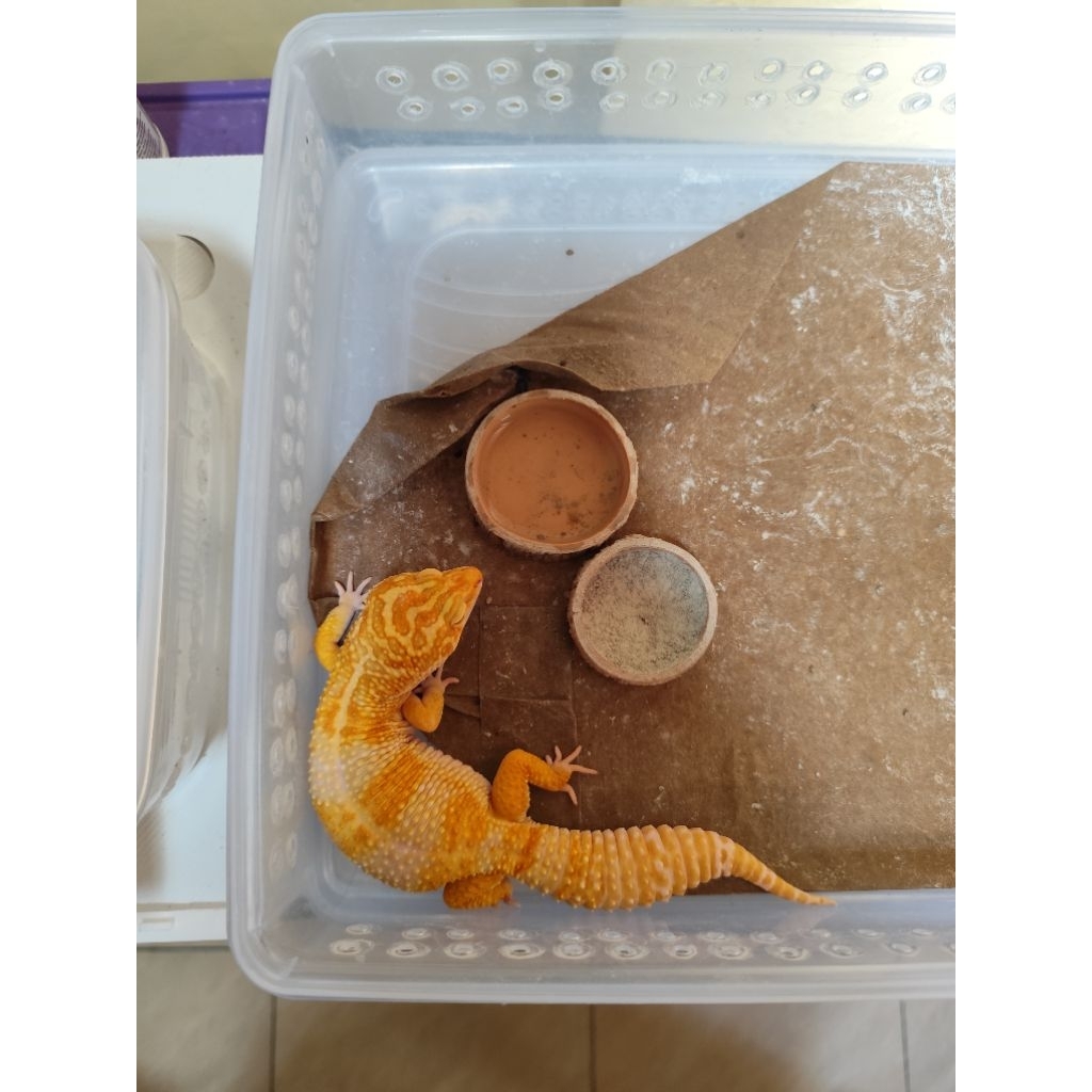 Leopard gecko giant tremper