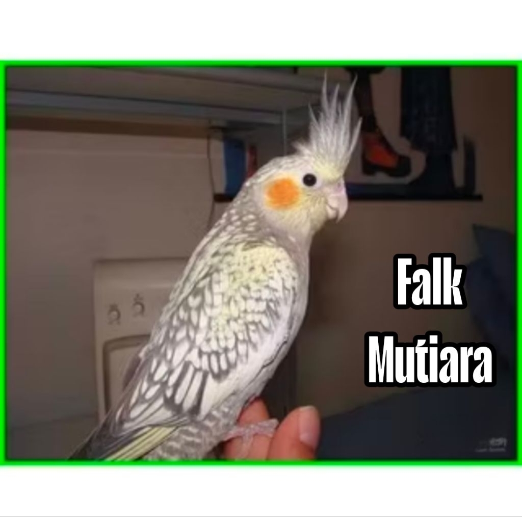

Telur burung Falk Mutiara fertil siap tetas