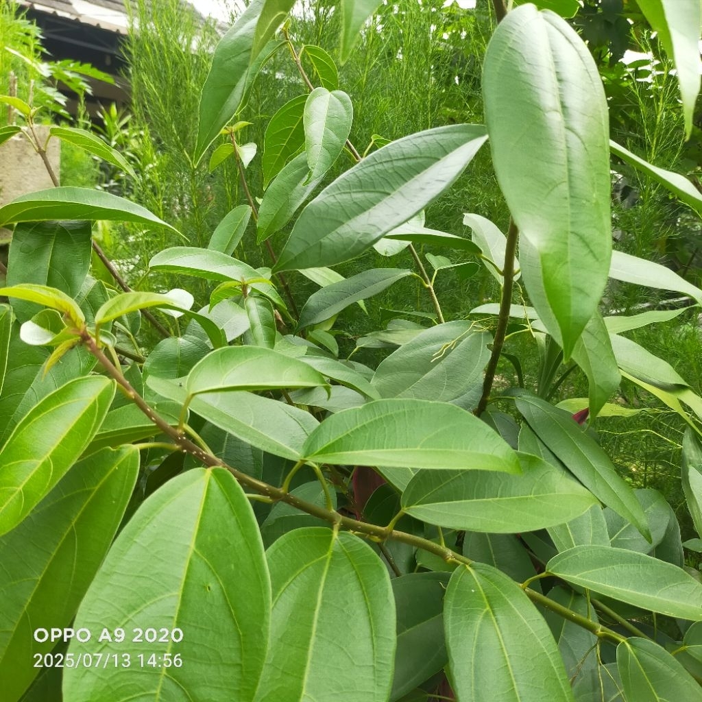 

Daun Cincau