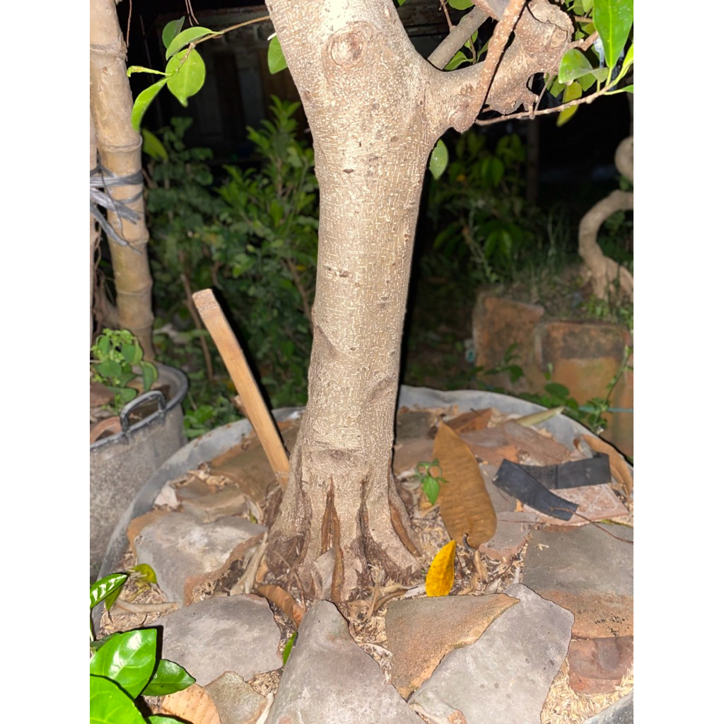 Bonggol iprik jumbo pecah batang Bahan sambung elegan