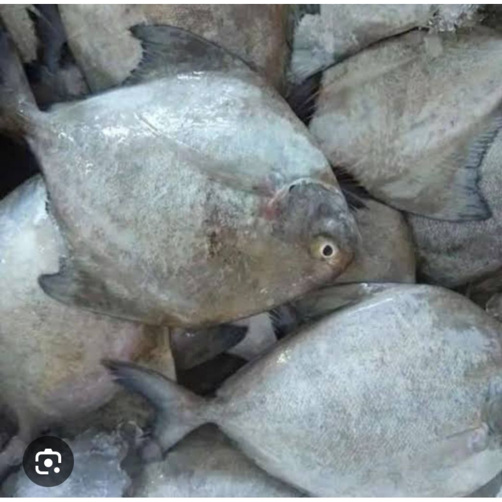 

IKAN BAWAL PUTIH KECIL ( JM 1 siang kosong)