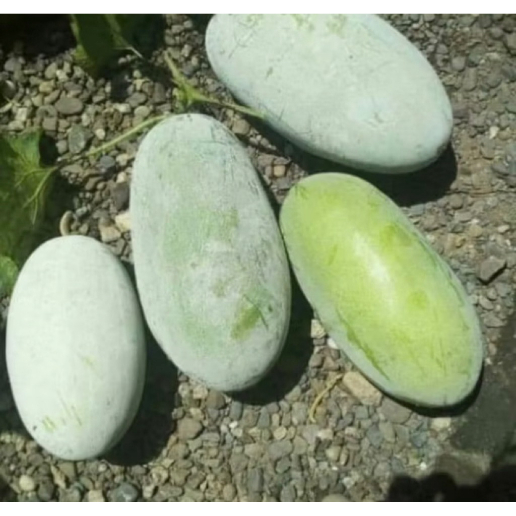 

Buah Bligo / Kundur untuk Ginjal per buah 1 kg - 1,5 kg