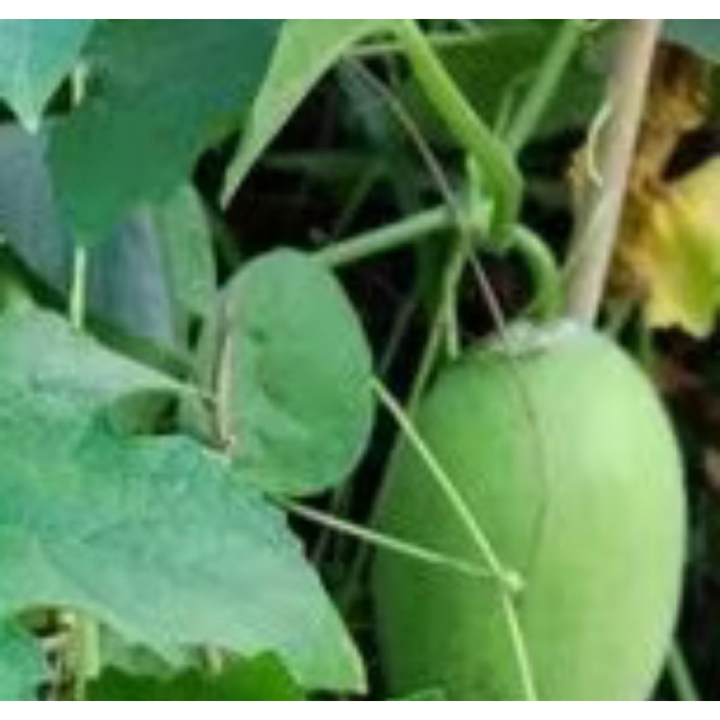 

Buah Beligo, Bligo, Kundur 2-2,3kg, Masih segar, fresh baru petik